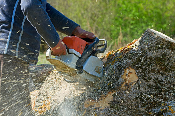 Tree Removal for Businesses in Braddock Hills, PA